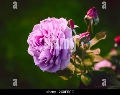 Lavendel Hybrid Tee Rose „Blue Moon“ (Rosa „Mainzer Fastnacht“) in voller Blüte Stockfoto