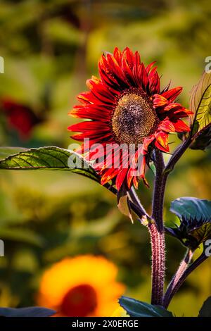 Leuchtende rote Sonnenblume (Helianthus annuus) blüht in einem Garten, Hamilton, Ontario Stockfoto