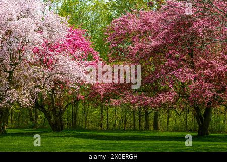Blühende Crabapple Trees (Malus) im Arboretum der Royal Botanical Gardens, Hamilton, Ontario, Kanada Stockfoto