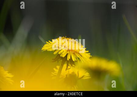 Einzelner Löwenzahn, isoliert durch Unschärfen in einem Gras- und Wildblumenfeld. Stockfoto