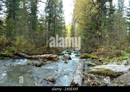 Gefallene Baumstämme und große Steine im Bett eines stürmischen Flusses, der an einem bewölkten Herbstmorgen von den Bergen durch einen dunklen Herbstwald fließt. T Stockfoto