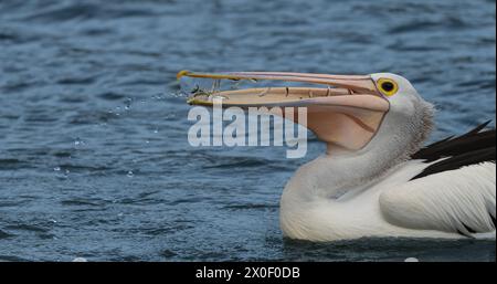 Der australische Pelikan (Pelecanus conspicillatus) ist ein großer Wasservogel. Er ist ein vorwiegend weißer Vogel mit schwarzen Flügeln, gelbem Auge und rosa Schnabel Stockfoto