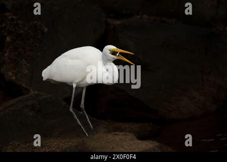 östlicher Reiher (Ardea alba modesta) als langer weißer Hals und Gelbschnabel und Fische in den seichten Gewässern, die in Australien häufig vorkommen. Stockfoto