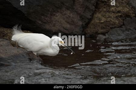 Kleiner Reiher, Egretta Garzetta, kleiner schneeweißer Reiher mit schlanker dunkler Seebrücke, schwärzlichen Beinen und gelblichen Füßen, die Fische fressen. Stockfoto