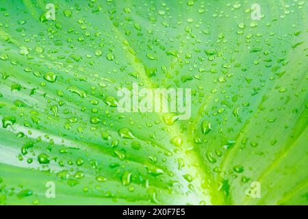 Nähere Regentropfen auf grünes Blatt, Wasser und Natur Hintergrund Konzept. Stockfoto