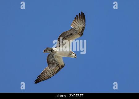 Australischer Osprey mit blauem Himmel Hintergrund Stockfoto