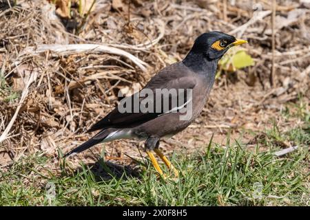 Gemeiner Myna-Vogel auf der Jagd auf Grasfeld Stockfoto