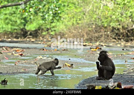 Ein Haubenmakaken (Macaca nigra) sucht sich auf dem Fluss, während ein anderes Individuum eine Zahnpasta hält, die es an einem Bach in der Nähe eines Strandes im Tangkoko-Wald im Norden von Sulawesi, Indonesien gefunden hat. „Der Klimawandel ist einer der wichtigsten Faktoren, die die biologische Vielfalt weltweit in alarmierender Geschwindigkeit beeinflussen“, so ein Team von Wissenschaftlern unter der Leitung von Antonio acini Vasquez-Aguilar in ihrem Forschungspapier, das erstmals im März 2024 über environ Monit Assete veröffentlicht wurde. Es könnte die geografische Verteilung von Arten, einschließlich Arten, die stark von der Waldbedeckung abhängen, verschieben. Stockfoto