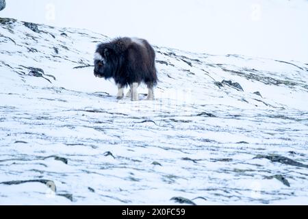 Wunderschönes Porträt eines Baby-Moschusochsen spaziert durch den Schnee und sucht zwischen Steinen, Büschen und Moos in einer verschneiten Landschaft zwischen Mo Stockfoto