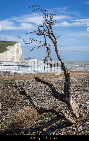 Dead Tree am Strand von Cuckmere Haven, der Haven Brow und die sieben Schwesterklippen an der Ostküste von Sussex im Südosten Englands umrahmt Stockfoto