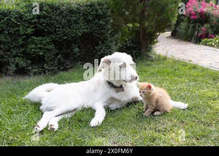 Großer weißer Hund liegt auf dem Gras, ein kleines rotes Kätzchen sitzt neben ihm. Freundliche Begegnung mit Haustieren, gute Beziehungen zwischen Tieren, Zusammenleben. Stockfoto