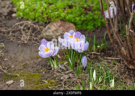 Die ersten Frühlingskrokusblüten wachsen im Garten. Stockfoto
