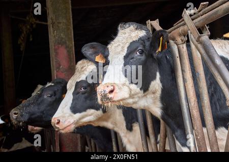 Schwarz-weiße Kühe im Stall der Finca de Mouriscade, der der Untersuchung von Rindern in Lalin, Pontevedra, Spanien gewidmet ist Stockfoto