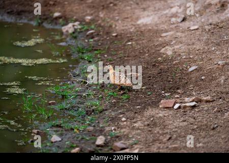 Wilde männliche gemalte Sandhühner oder Pterocles indicus Vogel in der Sommersaison in der Nähe von Wasserloch, um Durst oder Trinkwasser während der Safari indien zu löschen Stockfoto