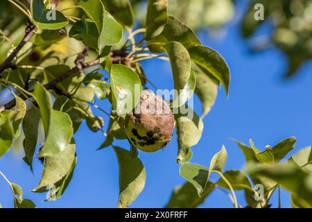 Birnenfrüchte mit Venturia inaequalis-Schorf. Moniliale Fruchtfäule von Früchten Stockfoto