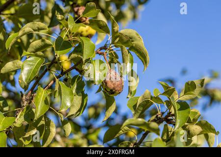 Birnenfrüchte mit Venturia inaequalis-Schorf. Moniliale Fruchtfäule von Früchten Stockfoto