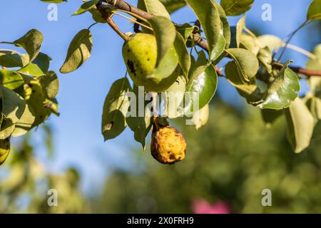 Birnenfrüchte mit Venturia inaequalis-Schorf. Moniliale Fruchtfäule von Früchten Stockfoto