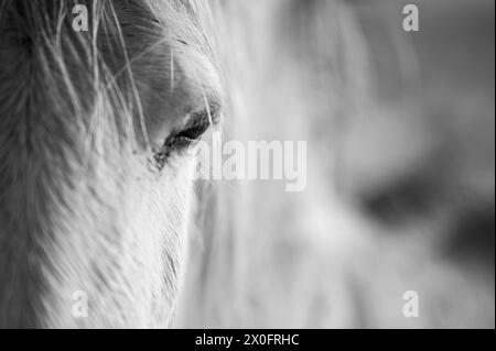 Detail eines wilden Pferdes. Fokussieren auf das Auge und die Vorderseite des Gesichts. Schwarz-weiß. Stockfoto