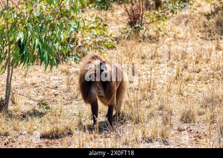 Majestätischer Alpha-Mann des endemischen Tieraffen Gelada-Pavians. Theropithecus gelada, Debre Libanos, Simien Mountains, Afrika Äthiopien Tierwelt Stockfoto