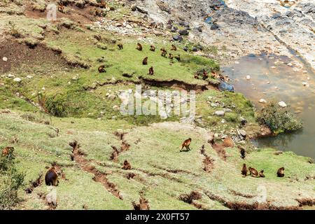 Gruppe von Gelada des endemischen Tieraffen Gelada Pavian. Theropithecus gelada, Debre Libanos, Simien Mountains, Afrika Äthiopien Tierwelt Stockfoto