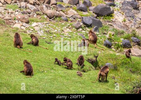 Gruppe von Gelada des endemischen Tieraffen Gelada Pavian. Theropithecus gelada, Debre Libanos, Simien Mountains, Afrika Äthiopien Tierwelt Stockfoto