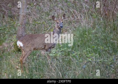 Weibliches Reh im Wald von Dean Gloucestershire Stockfoto