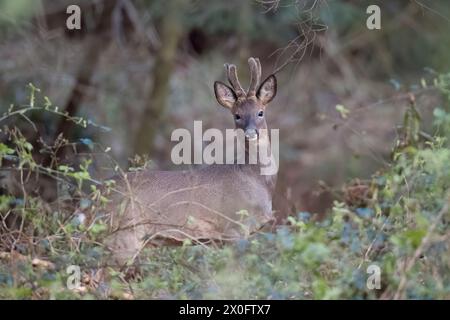 Männliche Rehe im Wald von Dean Gloucestershire Stockfoto