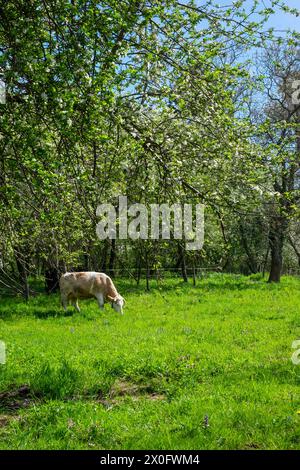 Einsame Milchkuhbestände weiden auf dem ländlichen Kleinbauernfeld zala County ungarn Stockfoto