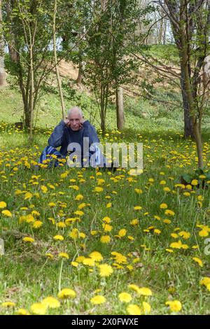 Ein älterer Mann, der schmutzig und niedergeschlagen aussah, saß im Garten, umgeben von Löwenzahn taraxacum, der seinen ländlichen Garten in zala, ungarn, eroberte Stockfoto