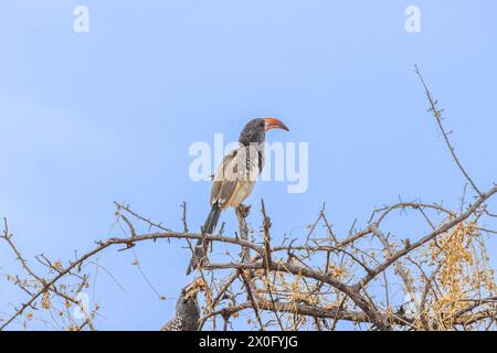 Bild eines Monteirotoko-Vogels, der tagsüber auf einem Baum vor blauem Himmel in Namibia sitzt Stockfoto