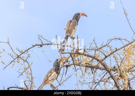 Bild eines Monteirotoko-Vogels, der tagsüber auf einem Baum vor blauem Himmel in Namibia sitzt Stockfoto