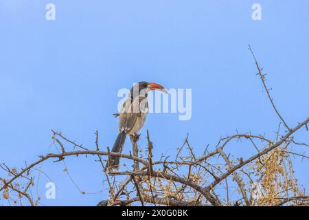 Bild eines Monteirotoko-Vogels, der tagsüber auf einem Baum vor blauem Himmel in Namibia sitzt Stockfoto