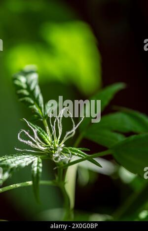 Detailaufnahme von Marihuana-Blüten und -Blättern Stockfoto