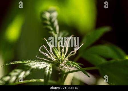 Detailaufnahme von Marihuana-Blüten und -Blättern Stockfoto