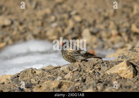 Serin mit roter Front - Serinus pusillus, kleiner, schöner, farbiger Passerinvogel aus asiatischen Bergen und Hügeln, Spiti-Tal, Himalaya, Indien. Stockfoto
