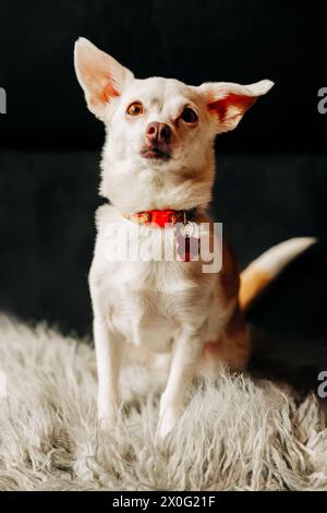 Porträt eines süßen kleinen chihuahua-Hundes, der auf zotteligen Kissen sitzt Stockfoto