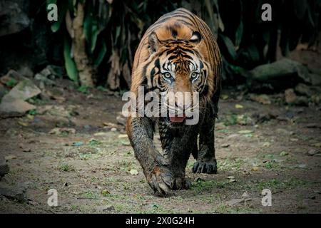 Portrait Sumatra Tiger auf dem Boden Stockfoto