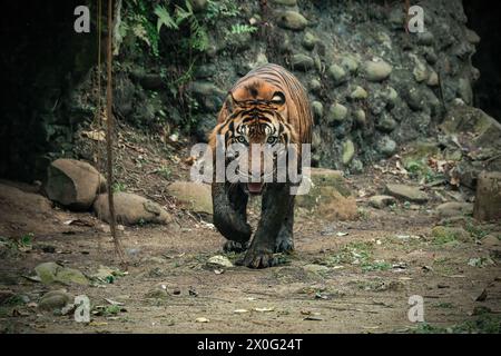 Portrait Sumatra Tiger auf dem Boden Stockfoto