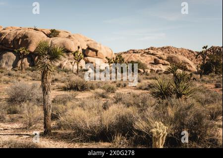 Little Joshua-Bäume wachsen in Wüstenlandschaft in der Mojave-Wüste, CA Stockfoto