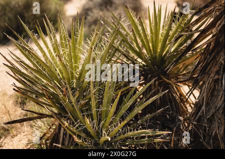 Spitz zulaufende, palmenartige Spitzen wachsender Joshua Tree Pflanzen in der Mojave Wüste Stockfoto