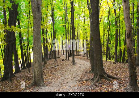 Ein Wanderweg durch einen Wald von grünen Bäumen in Minnesota Stockfoto