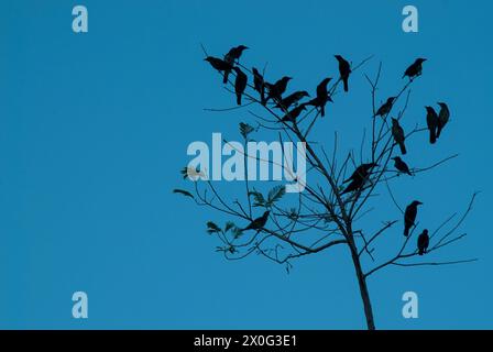 Eine Gruppe Vögel, die auf einem toten Baum vor blauem Himmel in der Abenddämmerung ruhen Stockfoto