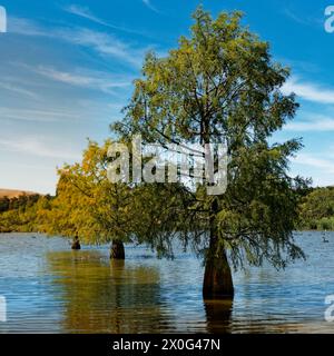 Blick nach Osten über die St. Anne's Lagune mit Bäumen, die aus dem Wasser wachsen. Canterbury, Südinsel, Aotearoa / Neuseeland. Stockfoto