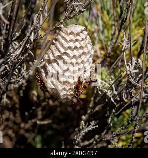 Papierwespennest auf einem Lavendelstrauch. Tasman, Südinsel, Aotearoa/Neuseeland. Stockfoto