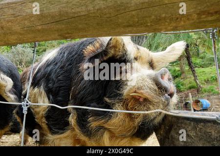 Kunekune ist eine kleine Rasse von Hausschweinen aus Aotearoa/Neuseeland. Kunekune sind freundlich, klein, haarig und rund. Nahaufnahme des Gesichts des Schweins Stockfoto