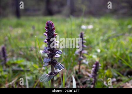 Schöne lila Blumen auf einem Feld Stockfoto