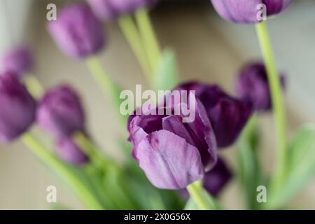 Nahaufnahme von violetten Tulpen und grünen Stielen Stockfoto