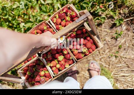 Nahaufnahme einer Frau, die einen Erdbeerkorb hält Stockfoto