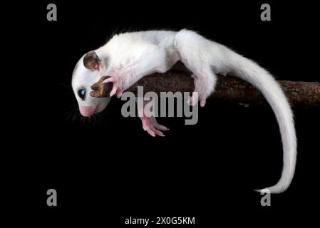 Zuckergleiter ( Petaurus breviceps ) auf Baumzweig Stockfoto