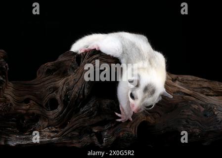 Zuckergleiter ( Petaurus breviceps ) auf Baumzweig Stockfoto